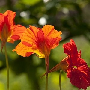 Nasturtium Seeds (Tropaeolum majus)