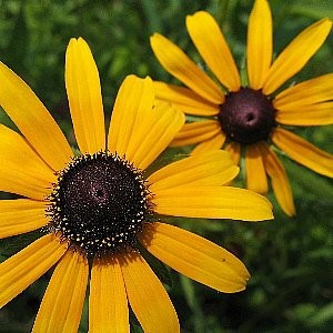 Black Eyed Susan Seeds (Rudbeckia hirta)