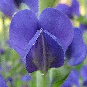 baptista flower seeds Indigo Wild Blue Seeds (Baptisia Australis)