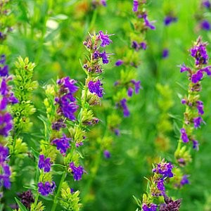 Rain Garden Wildflower Seed Mix