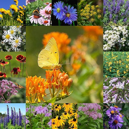 virginia native wildflower seed mix Northeast Native Wildflower Seed Mix – Vermont Wildflower Farm