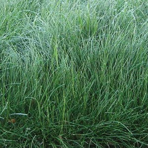 Creeping Red Fescue Grass Seeds (Festuca rubra)