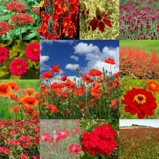 Red Wildflower Seed Mix