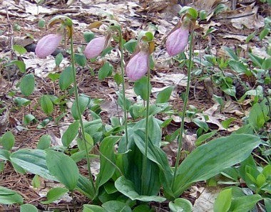 Lady Slipper Plant 'Pink'