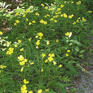 Missouri Primrose Seeds (Oenothera missouriensis)