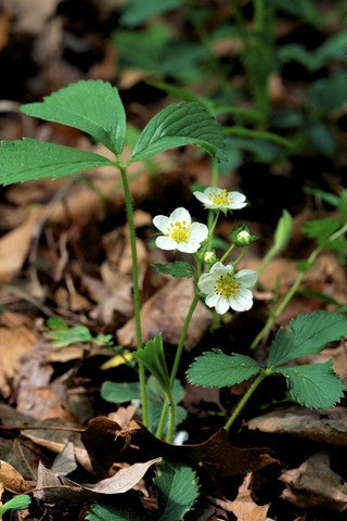 Wild Strawberry Seeds (Fragaria virginiana)