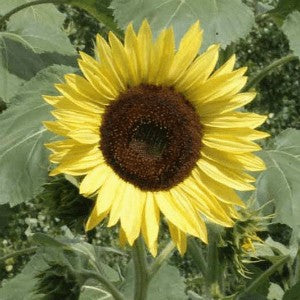 Sunflower Lemon Queen Seeds (Helianthus annuus)