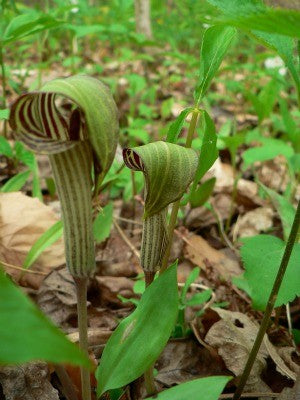 Jack-in-the-Pulpit