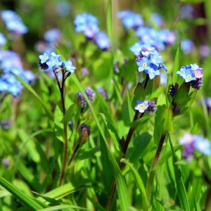 Forget Me Not Perennial Seeds