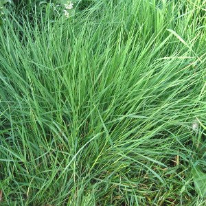 Native Grass Seed Mix