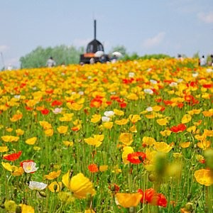 California Poppy Mix Seeds (Eschscholzia californica)