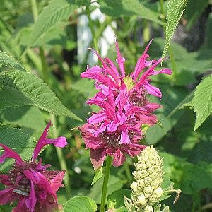 Bee Balm - Bergamot Seeds (Monarda fistulosa)