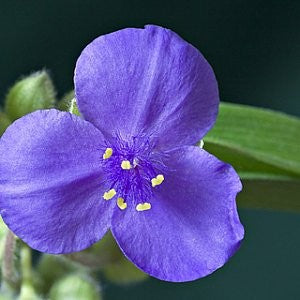 Ohio Spiderwort Seeds (Tradescantia ohiensis)