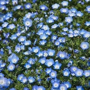 Nemophila menziesii (Baby Blue Eyes)