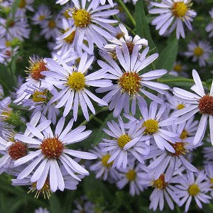 Aster Zigzag Seeds (Aster prenanthoides)