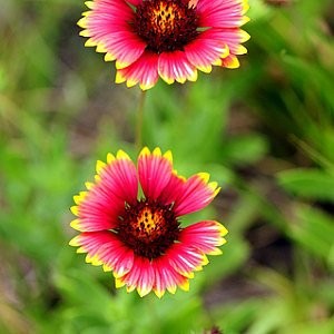 Indian Blanket Seeds (Gaillardia pulchella)