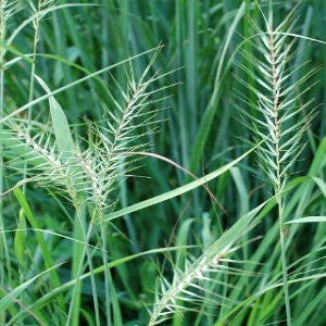 Bottlebrush Grass Seeds (Elymus hystrix)