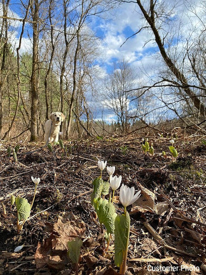 forest flower seeds Blood Root Seeds (Sanguinaria canadensis) – Vermont Wildflower Farm