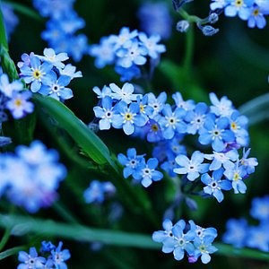 forget me not plant seeds Forget Me Not Perennial Seeds (Myosotis Sylvatica)