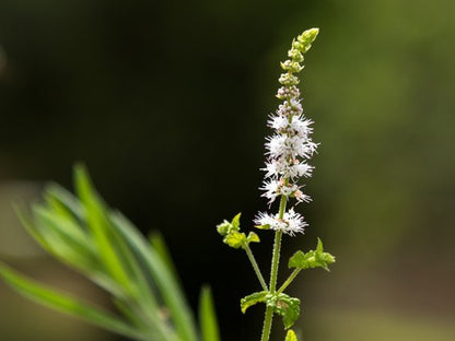 Black Cohosh Seeds (Actaea racemosa)