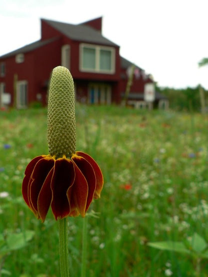 plant seeds hat Mexican Hat Seeds (Ratibida Columnaris)
