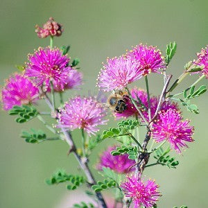 Sensitive Plant Seeds (Mimosa quadrivalis var. nuttallii)