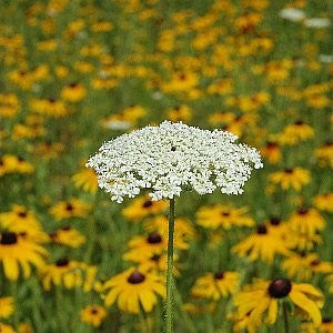 Queen Anne's Lace - (Bishop's Flower) Seeds