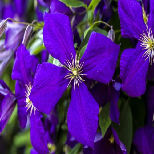 Clematis 'Jackmanii'