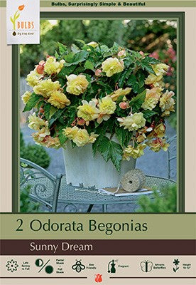 Begonia odorata 'Sunny Dream'