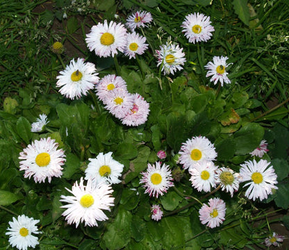 bellis flower seeds Daisy English Seeds (Bellis perennis) – Vermont Wildflower Farm