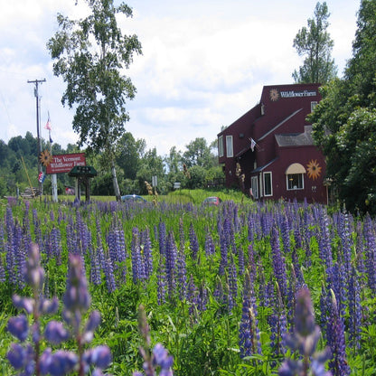 vermont wildflower seed company All Perennial Wildflower Seed Mix