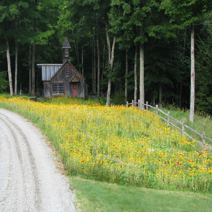 low growing flower seeds Perennial Low Grow Wildflower Seed Mix – Vermont Wildflower Farm