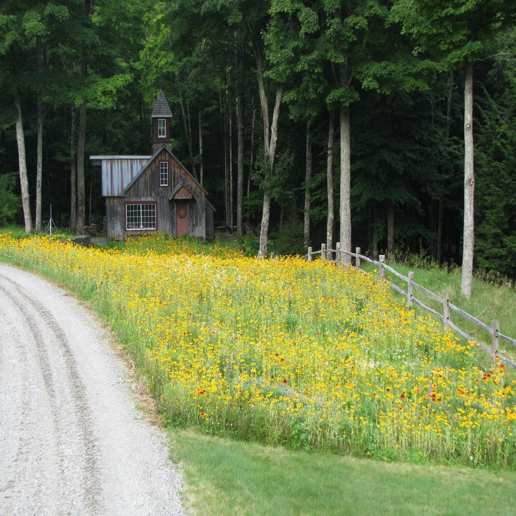 Perennial Low Grow Wildflower Seed Mix