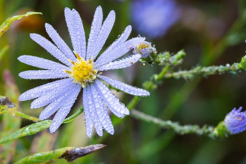 Aster Smooth Blue Seeds (Aster laevis)