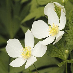 Canada Anemone Seeds (Anemone canadensis)