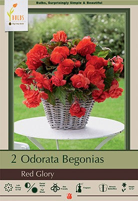 Begonia odorata 'Red Glory'