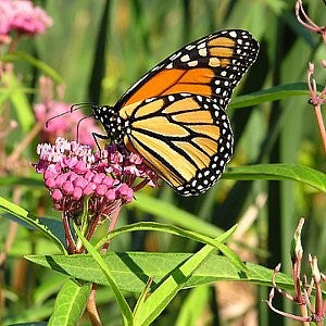 Milkweed Swamp Seeds (Asclepias incarnata)