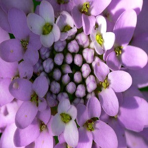 Candytuft Seeds (Iberis umbellata)