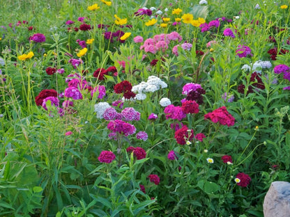 Pet Friendly Wildflower Seed Mix – Vermont Wildflower Farm