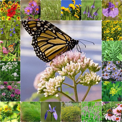 wildflower seeds for wet areas Native Moist Area Wildflower Seed Mix – Vermont Wildflower Farm