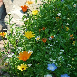 alternative lawn wildflower seed mix Alternative Lawn Wildflower & Grass Seed Mix – Vermont Wildflower Farm