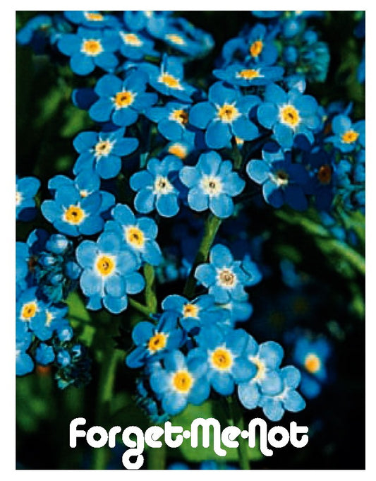 Forget-Me-Not Seed Packet (BOGO)