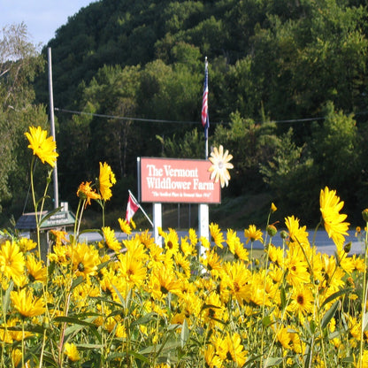 garden seeds vermont All Perennial Wildflower Seed Mix