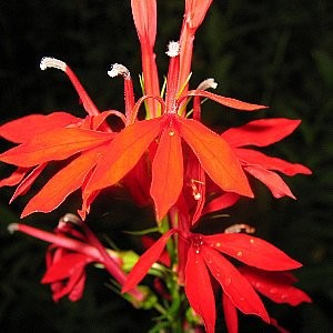 cardinal flower seed pods Cardinal Flower Seeds (Lobelia Cardinalis)