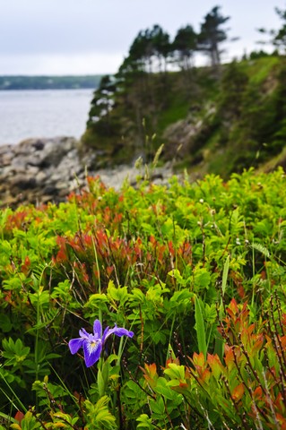 Wild Blue Iris Seeds (Iris versicolor)