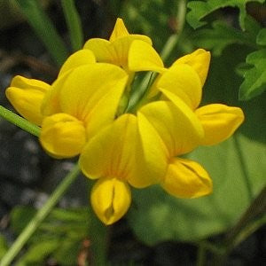 Bird's Foot Trefoil Seeds (Lotus corniculatus)