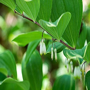 Solomon's Seal Seeds (Polygonatum biflorum) – Vermont Wildflower Farm