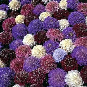 Pincushion Flower Mix Seeds (Scabiosa atropurpurea)