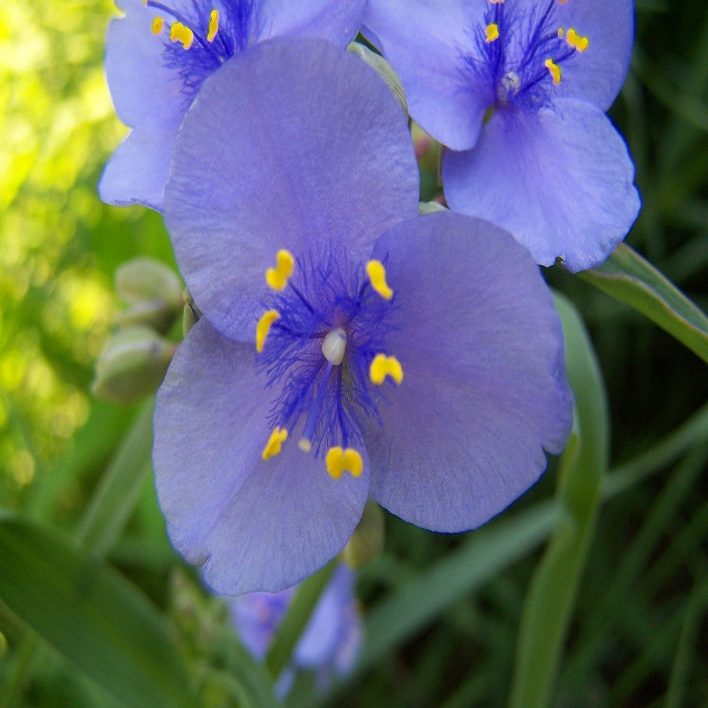 Woodland Wildflower Seed Mix