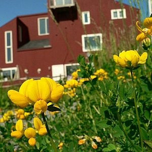 Bird's Foot Trefoil Seeds (Lotus corniculatus)